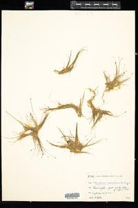 Eleocharis acicularis image