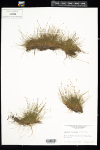 Eleocharis acicularis image