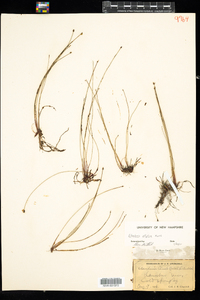 Eleocharis elliptica image