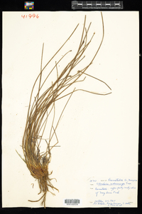 Eleocharis melanocarpa image