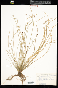 Eleocharis obtusa image