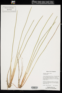 Eleocharis robbinsii image