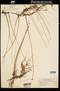 Eleocharis palustris image