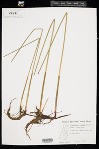 Eleocharis palustris image