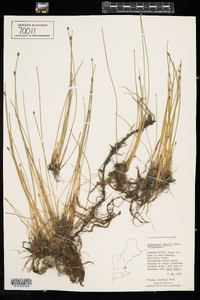 Eleocharis palustris image