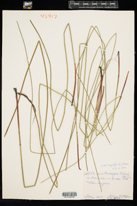 Eleocharis palustris image