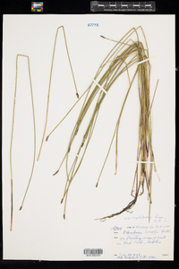 Eleocharis palustris image