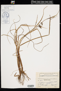Eriophorum angustifolium ssp. angustifolium image