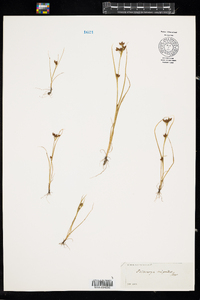 Rhynchospora scirpoides image