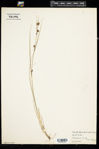 Rhynchospora fusca image