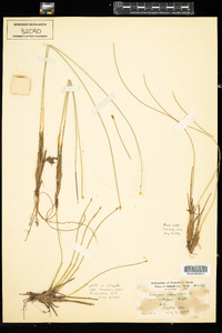 Trichophorum cespitosum image