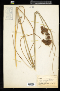 Scirpus cyperinus image