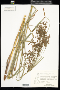 Scirpus cyperinus image