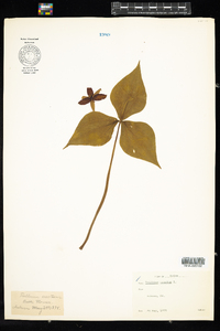 Trillium erectum image