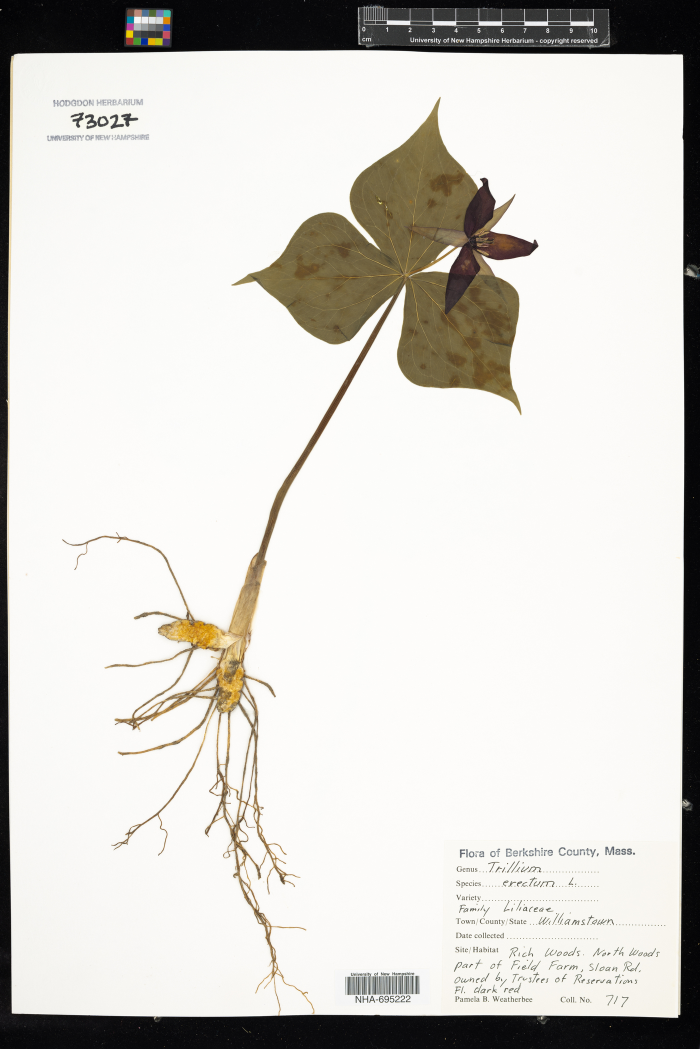 Trillium erectum image