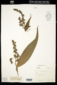 Veratrum viride image