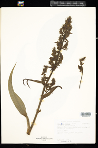 Veratrum viride image