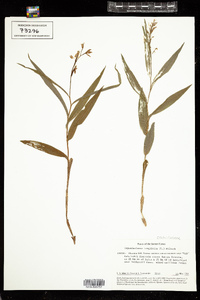 Image of Cephalanthera longifolia
