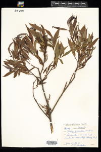 Salix petiolaris image