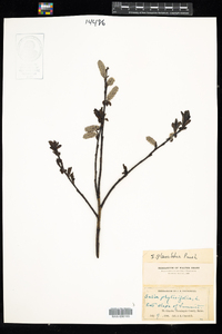 Salix planifolia image