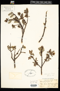 Salix planifolia image