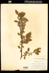 Salix pyrifolia image