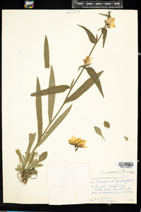 Campanula persicifolia image