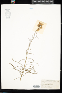 Campanula rotundifolia image