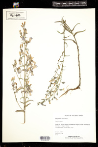 Campanula sibirica image