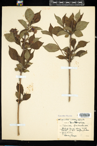 Diervilla floribunda image