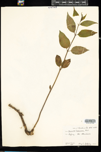 Diervilla lonicera image