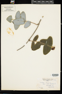 Lonicera dioica image