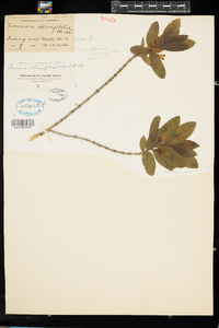 Lonicera oblongifolia image