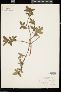 Lonicera villosa var. calvescens image