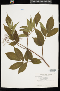 Sambucus nigra ssp. canadensis image