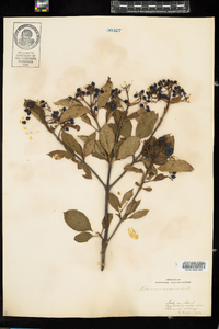 Viburnum nudum var. cassinoides image