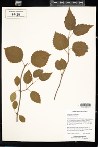 Viburnum recognitum image