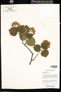 Viburnum recognitum image