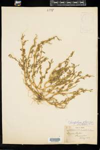 Chenopodium glaucum image