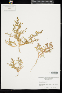 Chenopodium glaucum image