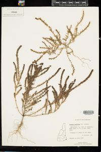 Suaeda maritima image