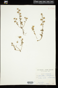 Helianthemum salicifolium image