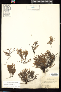 Hudsonia ericoides image