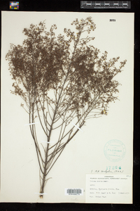 Image of Lechea cernua