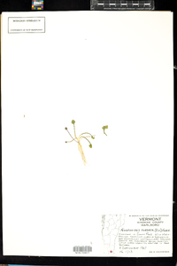 Nymphoides cordata image