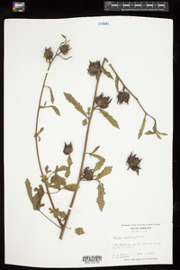 Image of Hibiscus aculeatus
