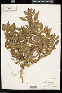 Acalypha rhomboidea image