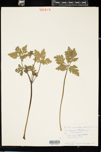 Geranium robertianum image