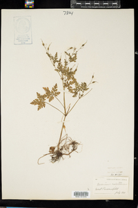 Geranium robertianum image