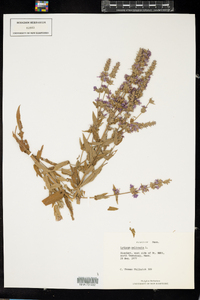 Lythrum salicaria image